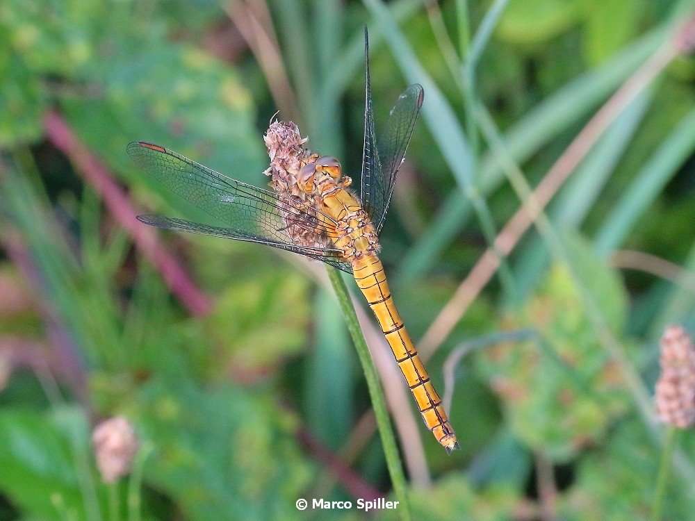 da identificare - Orthetrum coerulescens femmina